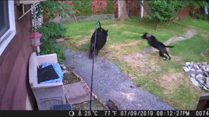 Cão afugenta com bravura um urso negro