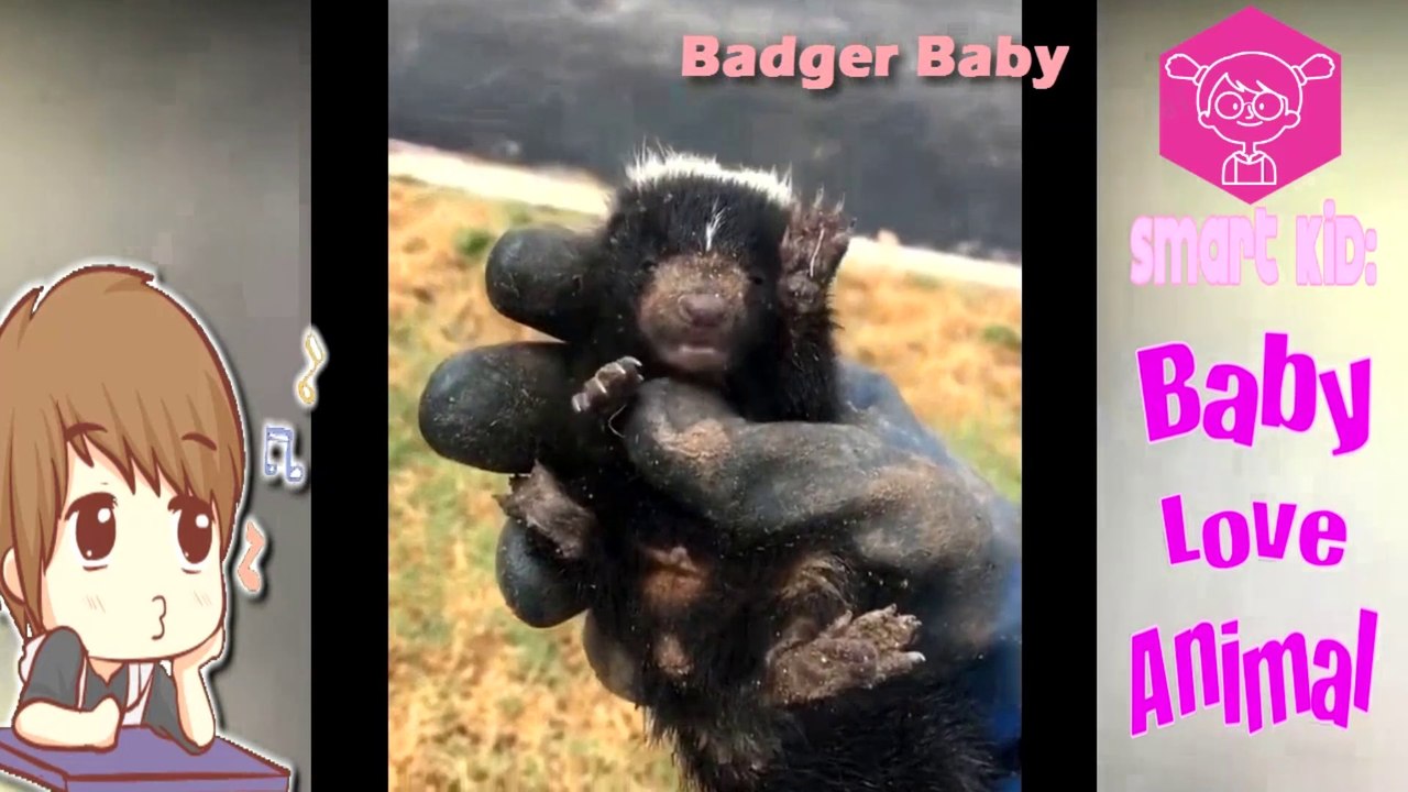 Animaux mignons de bébé Vidéos Compilation moment mignon des animaux - So Cute! #2