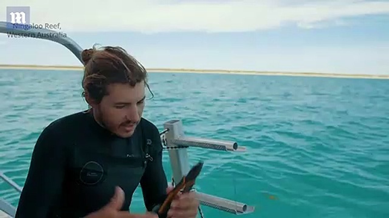 Incredible moment manta ray shows divers hooks embedded under eye