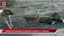 Köpek ile kedinin oynaması kameraya yansıdı