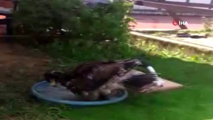 Sıcaktan bunalan 'Akila' adındaki kartal suda serinledi