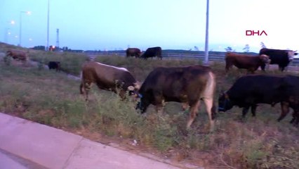 İSTANBUL-- KURBANLIK TAŞIYAN TIR BARİYERE ÇARPTI, HAYVANLAR YOLA SAVRULDU
