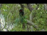 NATURE | Parrots in the Land of Oz | Drumming up love | PBS