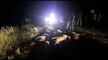 Mardin'de hafif ticari araç koyun sürüsüne çarptı: 2 yaralı