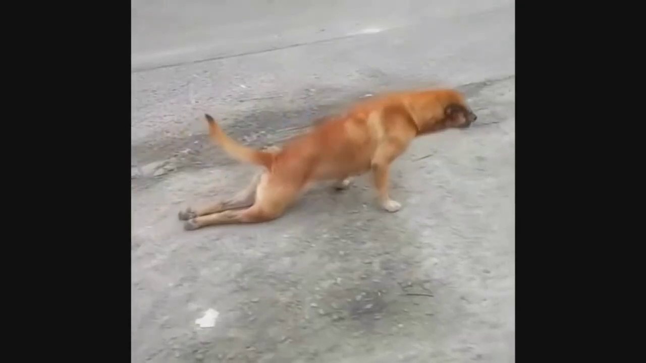 Try Not To Laugh Compilation #7 - Best Funny dogs videos - FUNNIEST ANIMAL VIDEOS 2019