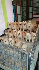 Smart Dog Pack Sitting Together