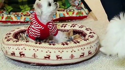 장안출장안마 -후불100%ョØ1ØE7362E3210｛카톡BB5858｝ 장안전지역출장안마 장안오피걸 장안출장마사지 장안안마 장안출장마사지 장안콜걸샵ħłø