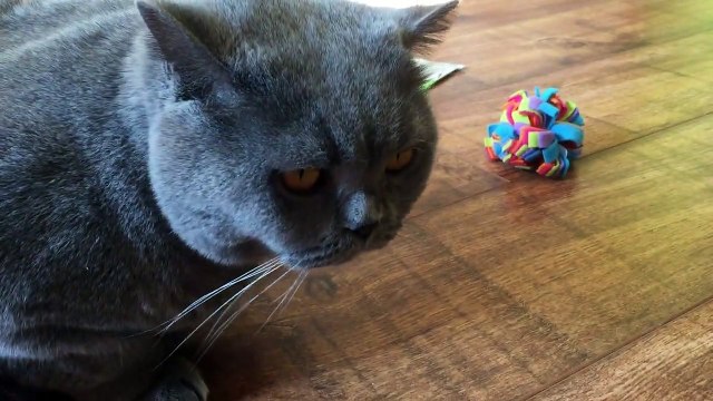 Coconut. Blue British Shorthair. - New toys