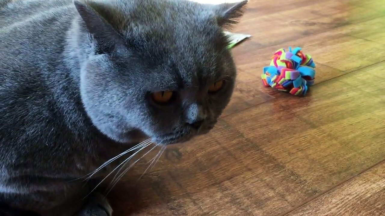 Coconut. Blue British Shorthair.  - New toys