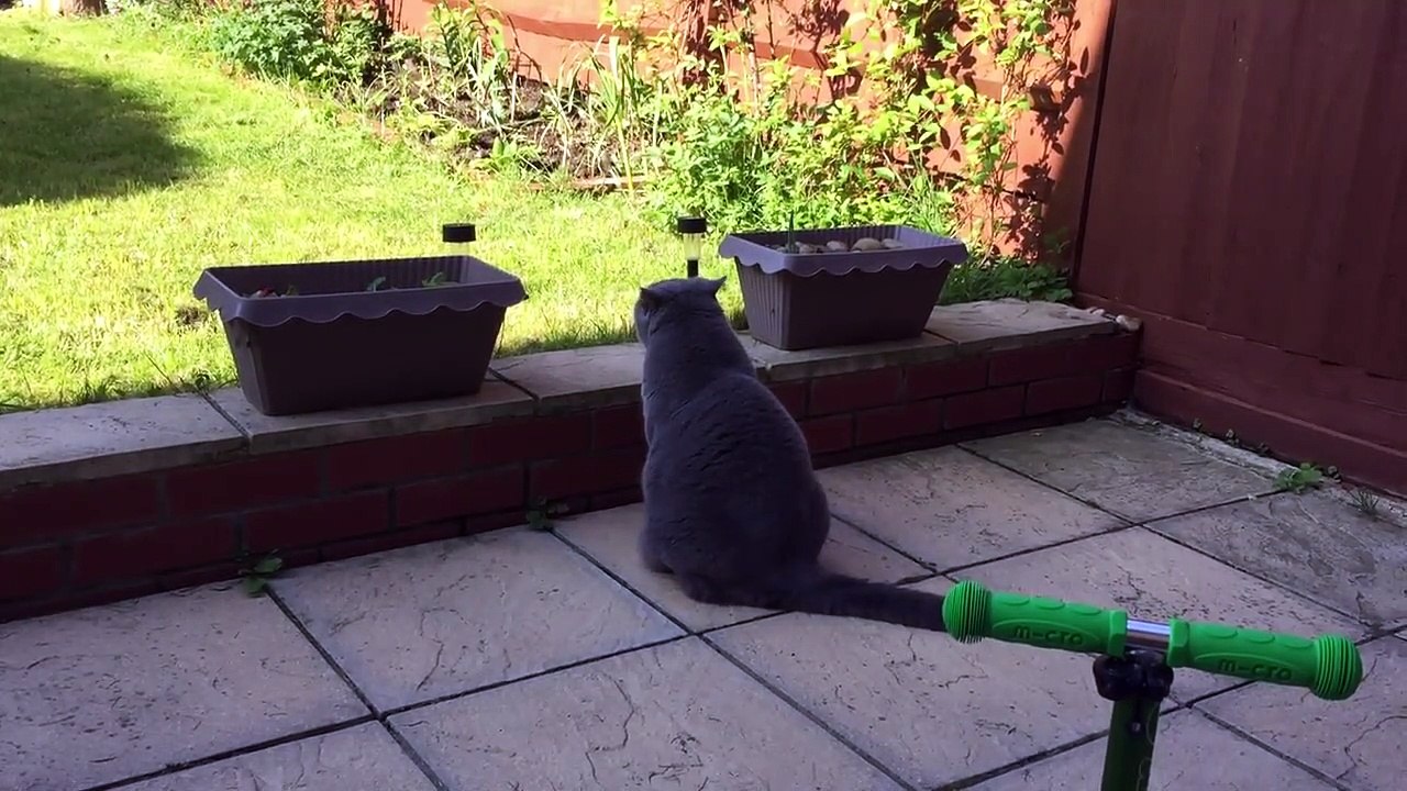 Coconut. Blue British Shorthair. Bird spotting