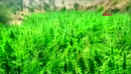 Diyarbakır'ın Hani ilçesinde düzenlenen operasyonda 2 milyon 111 bin 50 kök Hint keneviri ele...