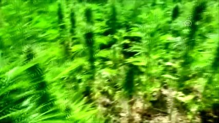 2 milyon 111 bin 50 kök Hint keneviri ele geçirildi