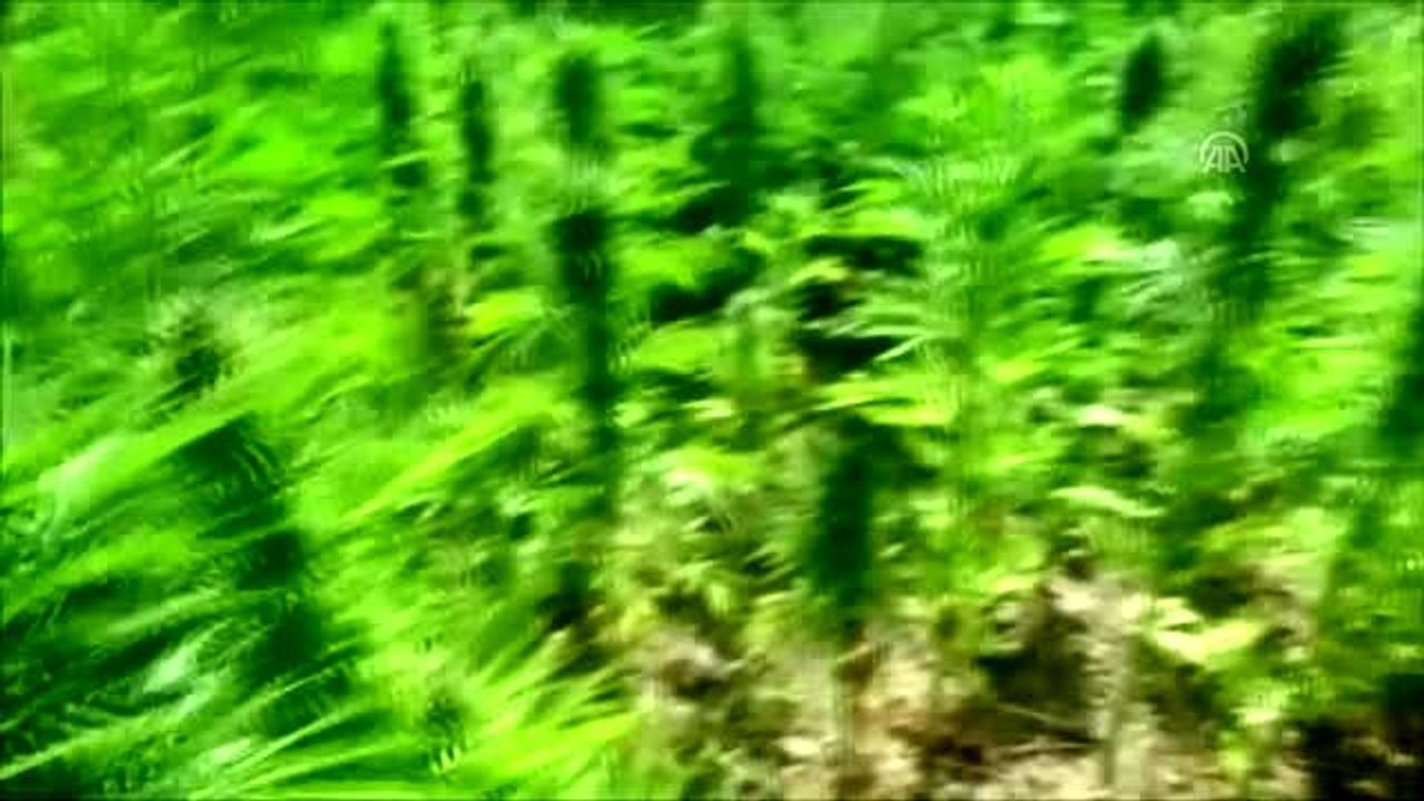 2 milyon 111 bin 50 kök Hint keneviri ele geçirildi