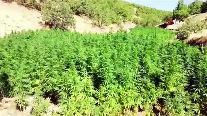 Diyarbakır’da dev operasyon 2 milyon 111 bin 50 kök kenevir ele geçirildi