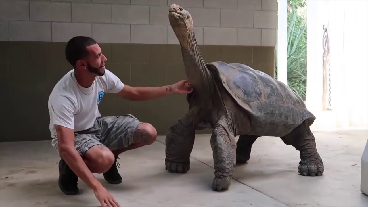 SADDLEBACK_Tortoise_SO_BIG_we_could_RIDE_IT!!(1)