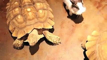 안동출장안마 -후불100%ョØ7ØA7575A0069｛카톡CC6969｝ 안동전지역출장안마 안동오피걸 안동출장마사지 안동안마 안동출장마사지 안동콜걸샵ヂッツ