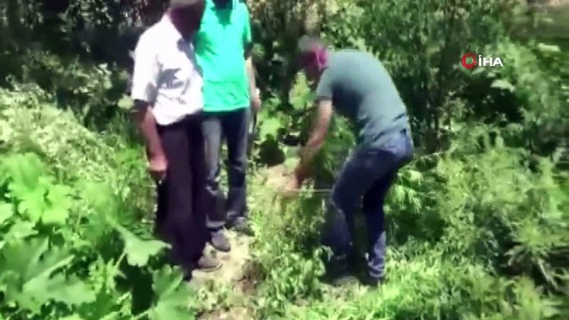 Van’da kenevir operasyonu: 6 şahsın bahçesinde 120 kök kenevir bitkisi ele geçirildi