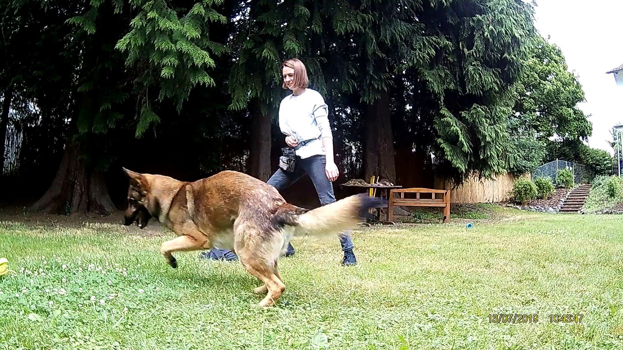 Aramis_Verstärker+Clicker Konditionierung Auffrischung_2019_07_13_Teil2