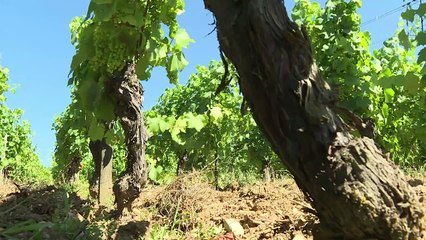Le village de Chardonnay veut sortir de l'ombre de son cépage
