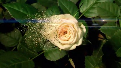 Booking starts from July 12, 4_30 PM - ऑनलाइन बुकिंग 12 जुलाई शाम 4_30 बजे से - ( HD )