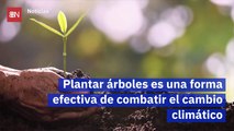 Plantar árboles es una forma efectiva de combatir el cambio climático