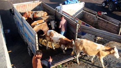 Oltu kapalı hayvan pazarına kavuştu