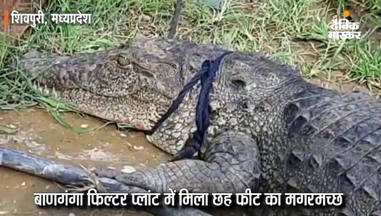 बाणगंगा फिल्टर प्लांट में मिला छह फीट का मगरमच्छ, रस्सी से बांधकर झील में छोड़ा