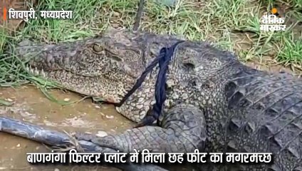 बाणगंगा फिल्टर प्लांट में मिला छह फीट का मगरमच्छ, रस्सी से बांधकर झील में छोड़ा