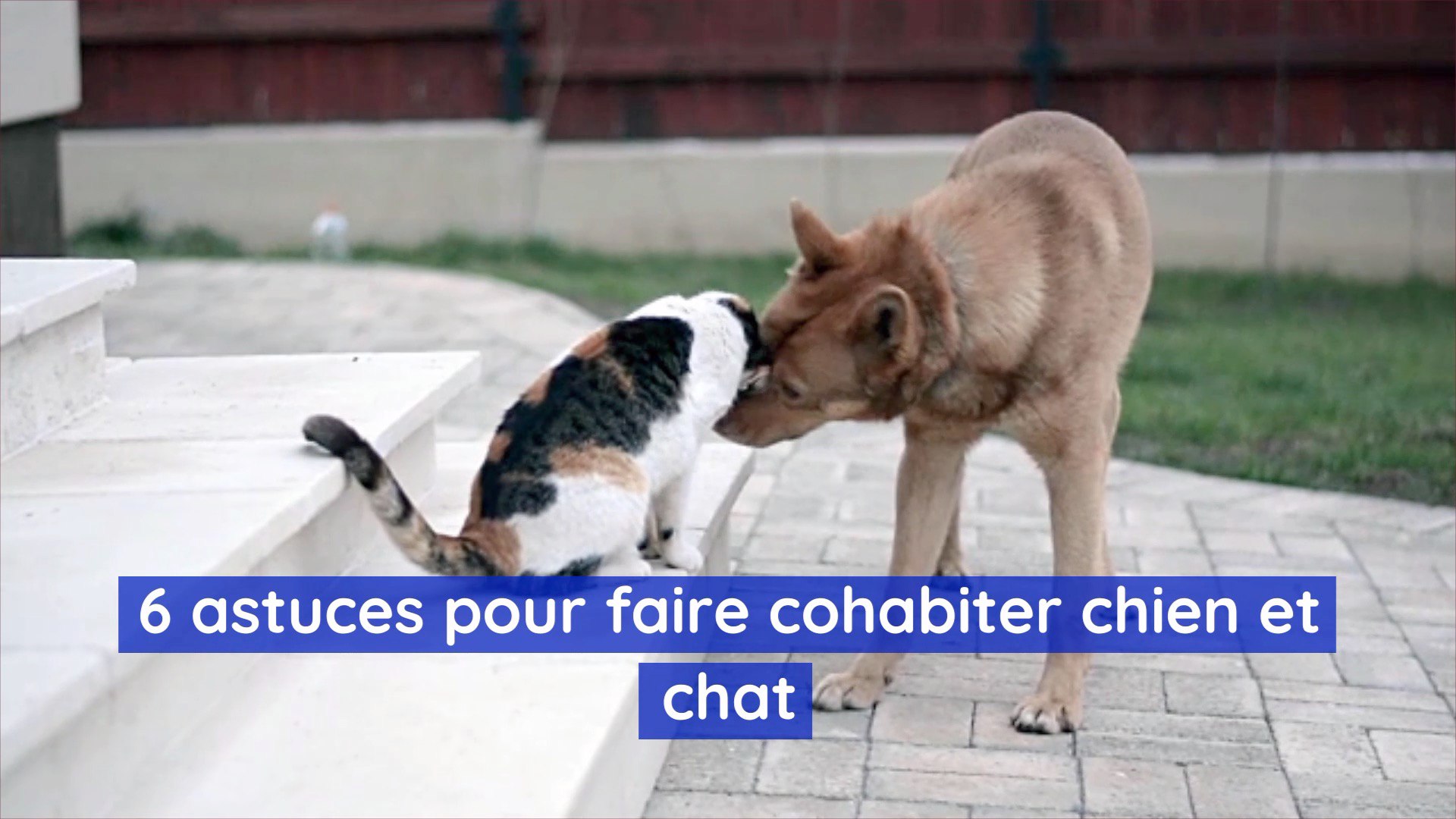 6 Astuces Pour Faire Cohabiter Chien Et Chat