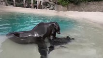 Sea lion pup makes its debut at Illinois zoo