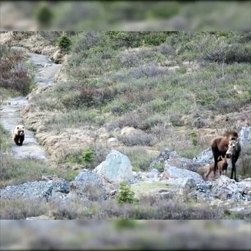 Grizzly Stalking Moose Calves In Denali National Park, Alaska