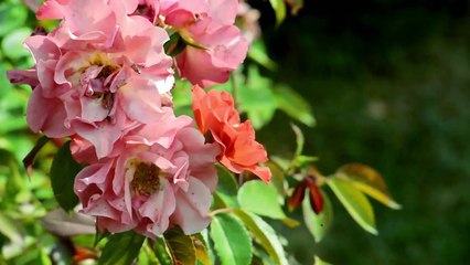 MORGAN FREEMAN İLE EVRENİN SIRLARI- 43