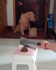 Cette chienne refuse que son chiot assiste à un spectacle aussi violent