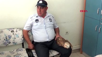 AFYONKARAHİSAR Yaralı kızıl şahin korumaya alındı