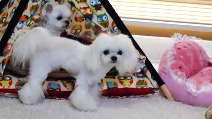 정읍출장안마 -후불100%ョØ7ØA7575A0062｛카톡DDR88｝ 정읍전지역출장안마 정읍오피걸 정읍출장마사지 정읍안마 정읍출장마사지 정읍콜걸샵§∥∏