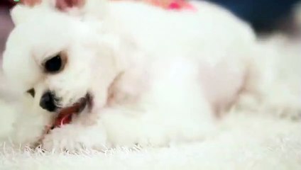 대전출장안마 -후불100%ョØ1ØE7362E3210｛카톡RQ43｝ 대전전지역출장안마 대전오피걸 대전출장마사지 대전안마 대전출장마사지 대전콜걸샵⊙◈