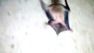 A bat video