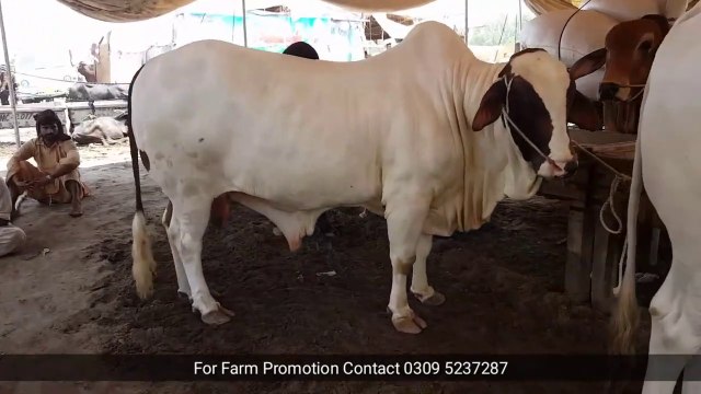 Bakra Eid 2019 k Multan Walo k RATES - Bakra Mandi Pakistan