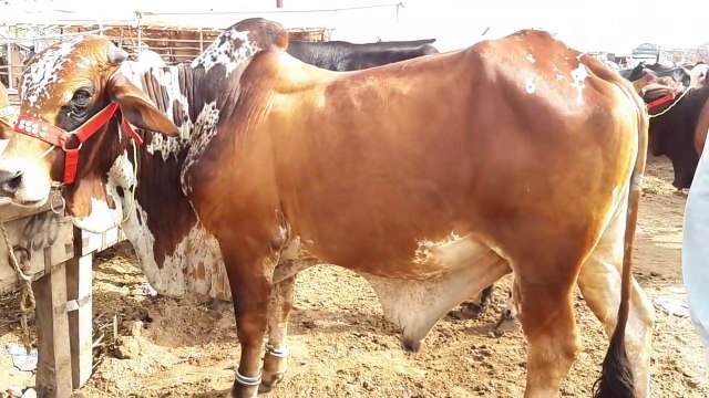 Bakra Eid 2019 Se Pehlay Mandi Khali aur RATES - Bakra Mandi Pakistan