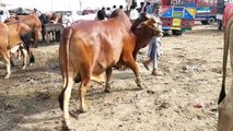 Cow Mandi 2019 Rates High ya Low - Bakra Mandi