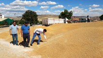 Kırıkkale'den günlük 800 ton buğday ve arpa sevkiyatı yapılıyor