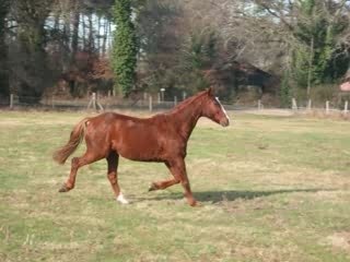 Cheval Empereur: La Version Plus Longue 🐎