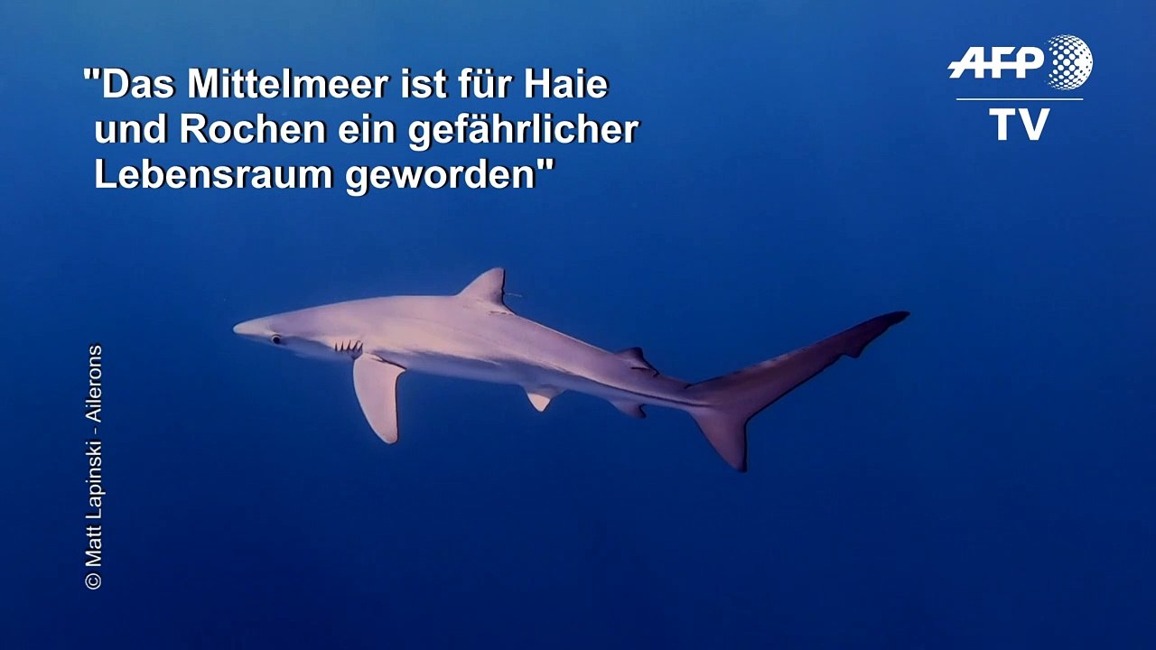 Haie leben gefährlich im Mittelmeer