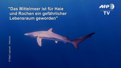 Haie leben gefährlich im Mittelmeer