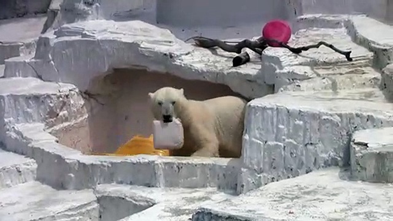 ホッキョクグマパート1