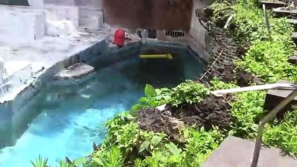 大きなホッキョクグマの歩行