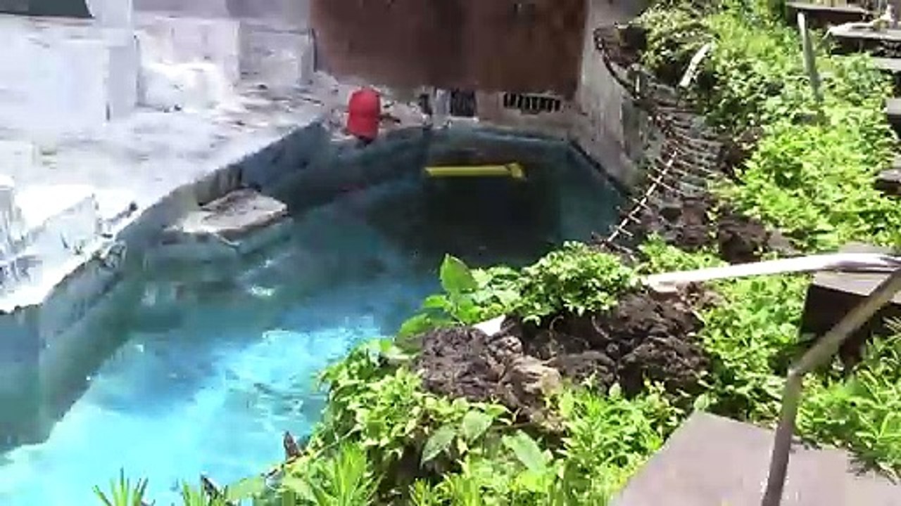 大きなホッキョクグマの歩行