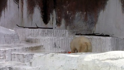 #2-5 June 2019 at Tennoji zoo, Osaka, Japan
