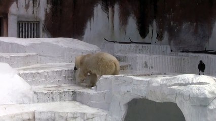 ホッキョクグマの庭を散歩, Japan
