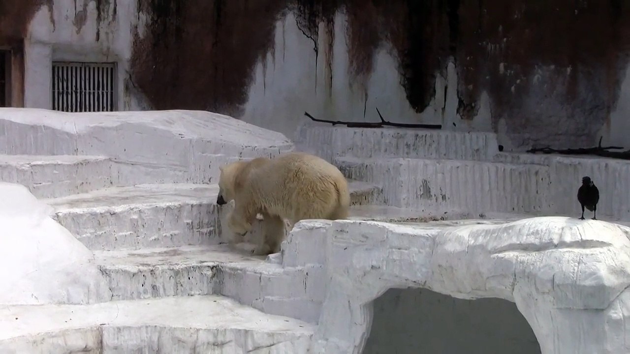 ホッキョクグマの庭を散歩, Japan